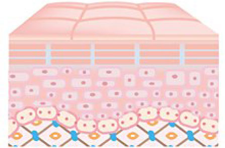 ヒアルロン酸が豊富で、潤い・ハリのある若い肌